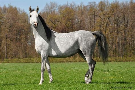 Beautiful Gray Horse Horses Grey Horse Foals