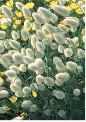 Ornamental Grass Bunnys Tails Lagurus Ovatus 100 Seeds Ebay