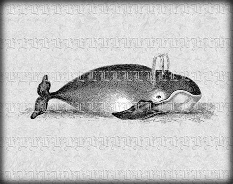 Marine Mammal Whale Vintage Clip Art Illustrations Digital
