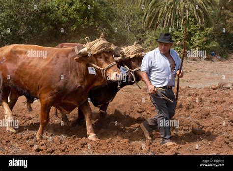 Spanish Farmer Plowing With Bulls And Wooden Plough At Agricultural Show On Gran Canaria In The