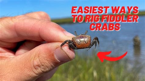 2 easy ways to hook fiddler crabs for sheepshead youtube