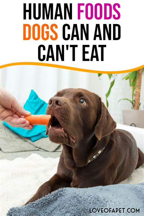 You could sort of eat it. 29 Human Foods Dogs Can and Can't Eat (With images ...