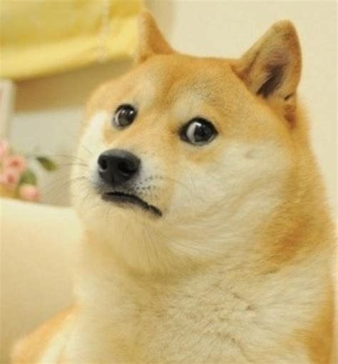 Image 638717 Doge Know Your Meme