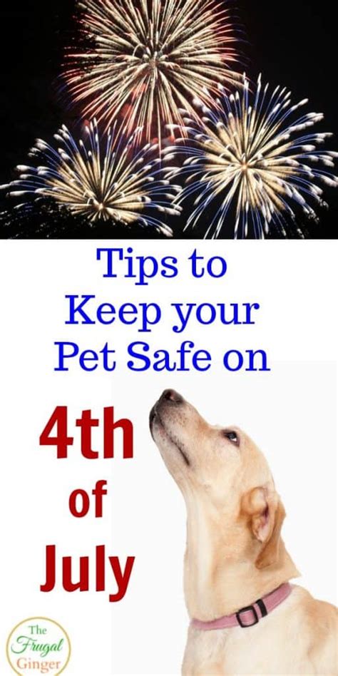 How To Keep Your Pet Safe On 4th Of July