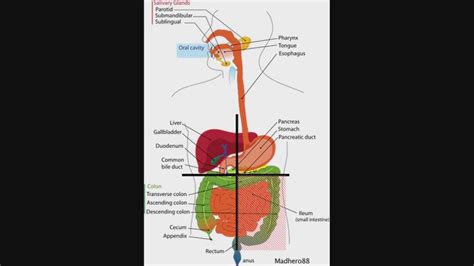The Four Quadrants Of Abdomen Diagram Gallbladder Pancreas Oral Cavity