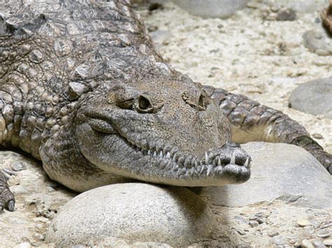 Süsswasser Krokodil Australien im Tierporträt - Tierlexikon / MediaTime Services