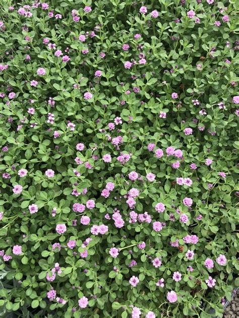 Kurapia Pink Drought Tolerant Ground Cover With Pink Flowering