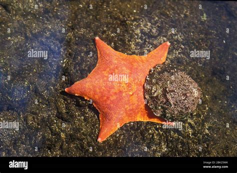 Bat Star Patiria Miniata También Conocido Como Un Bate De Mar Una