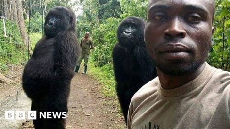 Gorillas Pose For Selfie With Dr Congo Anti Poaching Unit