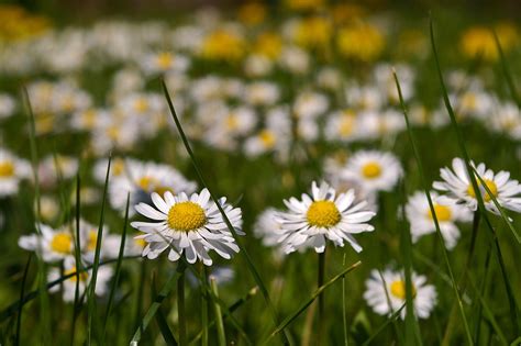 Spring Meadow Free Photo On Pixabay Pixabay