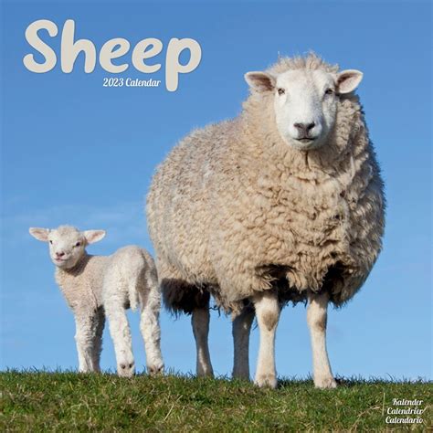Sheep Wall Calendar 2023