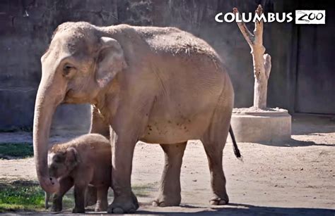 Heres Frankie Baby Elephant Named After Grandma At Columbus Zoo