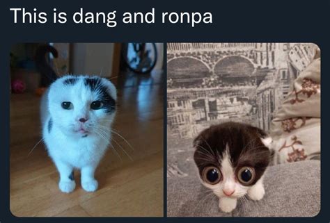 Pin By 🕹felixluay☎️ On Cats In 2023 Silly Cats Pictures Silly