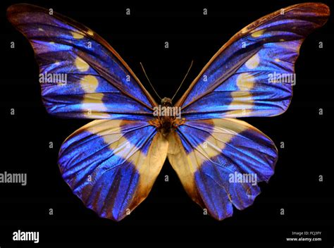 The Menelaus Blue Morpho Butterfly Morpho Menelaus Is An Iridescent