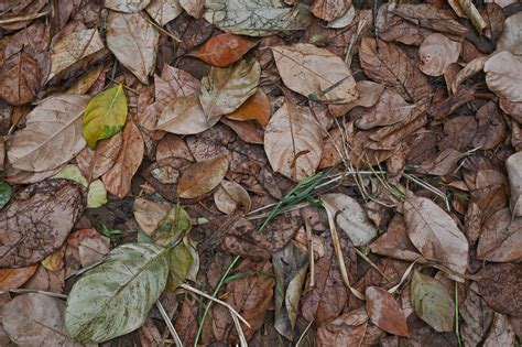Dry Leaves On Road Free Image By Nilesh Thonte On