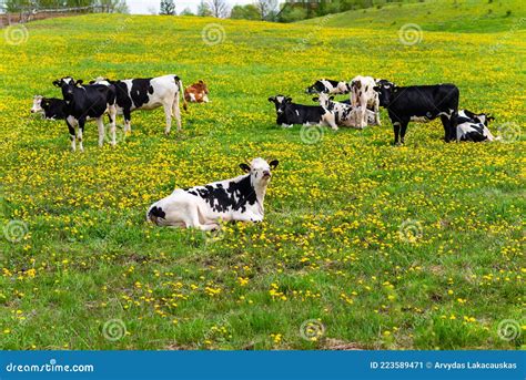 Black And White Cows In A Grassy Field On A Bright And Sunny Day Cows Lying On Green Grass