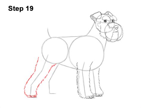 How To Draw A Dog Schnauzer Video And Step By Step Pictures