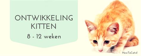 March 2, 2002 zodiac sign: Ontwikkeling van een kitten tussen 7 en 12 weken