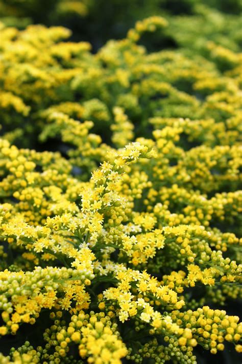 We also have a large selection of farm seeds, wildflower seeds, native grass seeds, and wildlife food plot seeds for use in locations throughout the us states. Goldenrod | Wild flowers, Native plants, Perennials