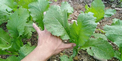 Boleh gunakan bahan dari dapur sebagai bahan utama baja cecair yang baik untuk buah. Cara Mudah Buat Baja Organik Guna Rumput | Kebun Bandar