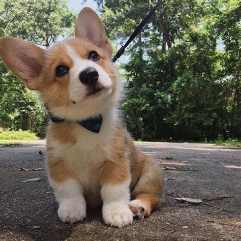 One of the two welsh corgi dogs, the other being the pembroke welsh, this one appears to be one of the ancient breeds originating in the british isles. Pin by Sheila Kelley on Corgis | Cute corgi, Cute corgi ...