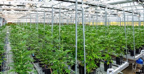 Cannabis Cultivation Is More Math Than Science The Role Of Data In A