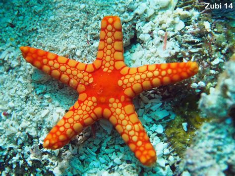 Echinoderms Starfish Brittle Star Sea Urchin Feather