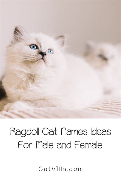 50 Clever Ragdoll Cat Names We Just Love Cat Names Ragdoll Cat Cats
