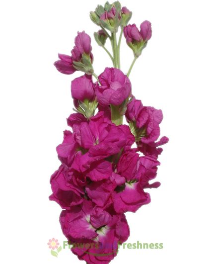 Hot Pink Stock Flowers