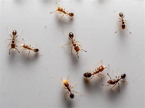 The Ultimate Guide To Odorous House Ants In New Jersey Ants In Nj