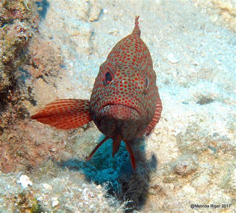 Graysby Grouper Bahamas Reef Fish 42 Rolling Harbour Abaco