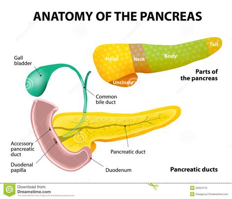 When signaled, the gallbladder contracts and squeezes bile through the cystic duct and into the common bile duct. Pancreas Anatomy. labeled stock vector. Image of detail ...