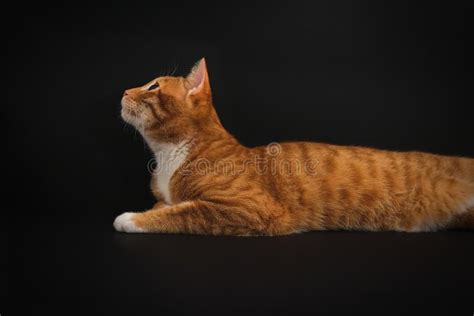 Portrait Of Young Honorable Arab Ginger Tabby Cat Looking Up On Black
