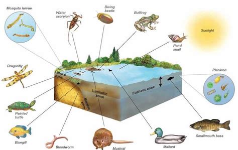 What Is An Aquatic Ecosystem