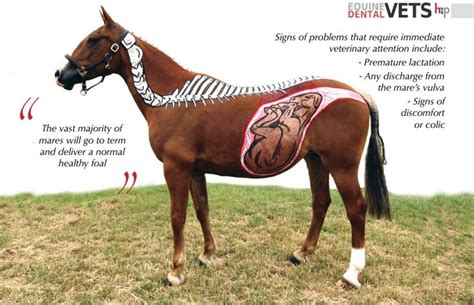 Furthermore, the uses of camel are not limited to food or transportation. Pregnant mare with foal drawn on her - Drawing done by ...
