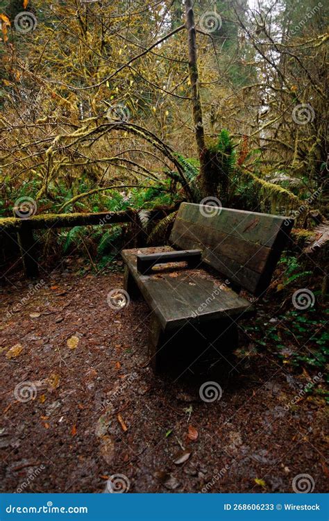 Wooden Bench In The Forest Stock Image Image Of Fall 268606233