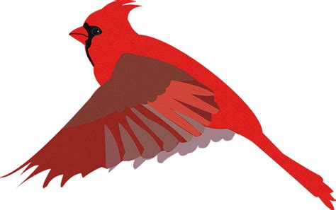 Cardinal Bird Drawing Free Vector Graphic On Pixabay