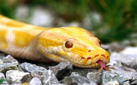 Best Jungle Life Albino Burmese Python Pictures Wallpaper