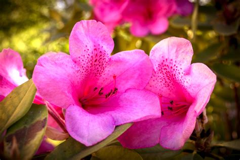Flower images free download for mobile is very interesting hobby for ideal way to spend some awesome moment of categoriesflower garden. 45 Pretty Flowers in the World with the Names and Pictures ...