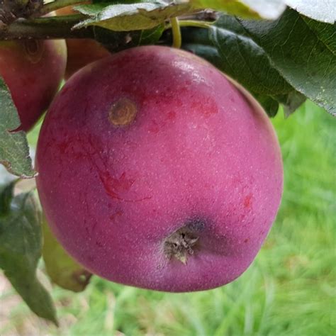 Apple Viking Variety New For 2019 The Blog Of Gb