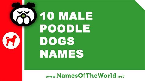 10 Male Poodle Dog Names The Best Pet Names
