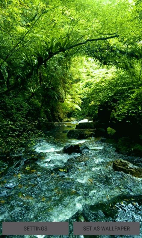 From serving vegan food to building a wooden stadium, forest green rovers could be the greenest football club in the world. Green Forest River LWP