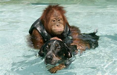 5 Of The Most Touching Animal Stories Virily