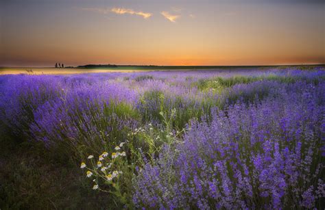 Chamomile Lavender Field Wallpaper Hd Nature 4k Wallpapers Images