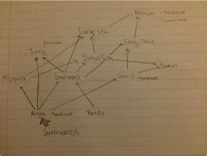 Let's look at an example of a wetland food chain: Chapter 3 - WETLANDS BIOME PROJECTSarah M & Franklin H