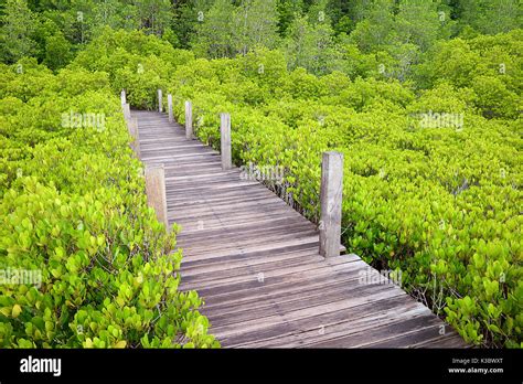 Wooden Path In The Bright Green Spurred Mangrove Or Indian Mangrove