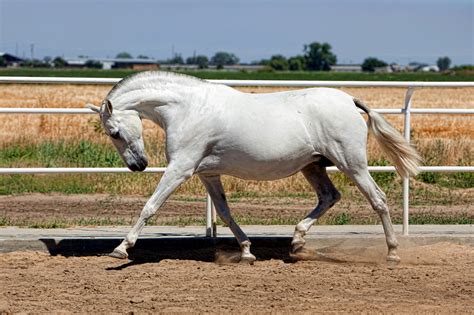 Andalusian Horse Breed Guide Characteristics Health And Nutrition Mad