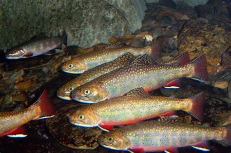 Brook Trout In Cool Water These Brook Trout Were Photograp Flickr