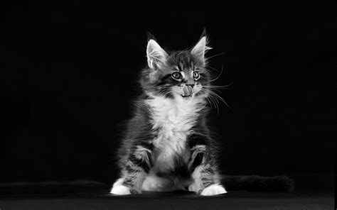 black and white kitten wallpaper