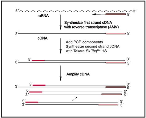 First strand cdna synthesis kits. cDNA synthesis kits